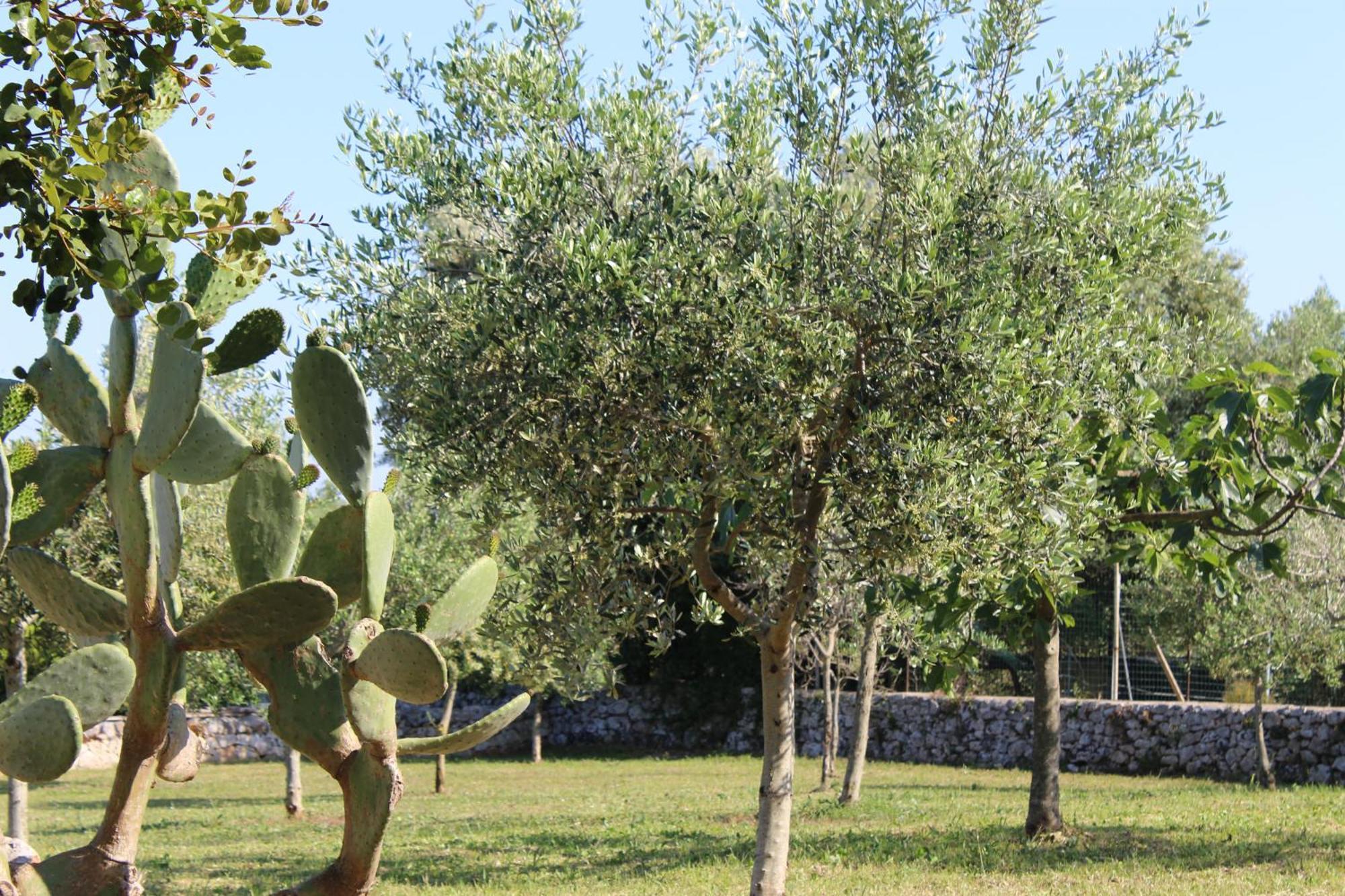 Masseria Tolla Ostuni Exteriér fotografie